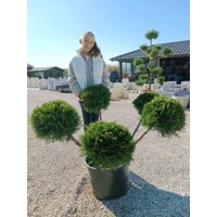 Juniperus × media ‘Mint Julep’ bonsai – borievka s koreňovým balom