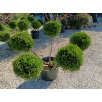 Juniperus × media ‘Mint Julep’ bonsai – borievka s koreňovým balom