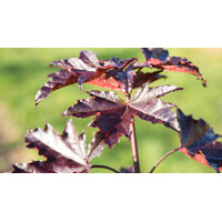 Javor mlie?ny - Acer platanoides ´Crimson Sentry´ - na 200cm kmeni, 10/12