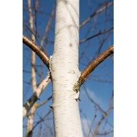 Betula utilis ´Doorenbos´ - na vysokokmeni, 6/8