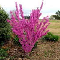 Judášovec ?ínsky  -  Cercis chinensis 'Avondale'  Co15L 100/125