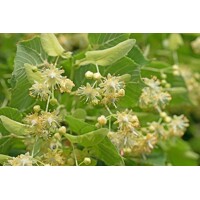 Tilia cordata ´Greenspire´ – lipa malolistá | Elegantná alejová odroda