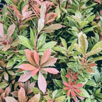 Pieris japonský ´Carnaval´ – vždyzelený ker | Pestré listy a kvitnutie