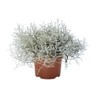 Calocephalus brownii