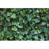 Brečtan popínavý | Hedera helix | Popínavá rastlina | Zelená stena | Tieň