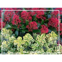 Skimia japonská 'Rubella' | Skimmia japonica | Okrasný krík na zimu | maxgarden.sk