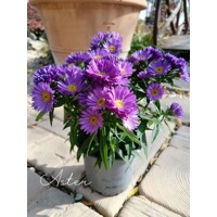 Aster Henry Purple – Predaj, fialová astra, jesenné trvalky, slnečné stanovisko