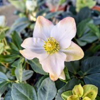 Čemerica čierna 'Advent Star' – Predaj, Helleborus, zimné kvitnutie, snehobiela, mrazuvzdorná