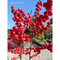 Ilex verticillata – Predaj, cezmína opadavá, červené bobule, zimná dekorácia, mrazuvzdorná