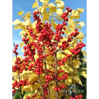 Ilex verticillata – Predaj, cezmína opadavá, červené bobule, zimná dekorácia, mrazuvzdorná