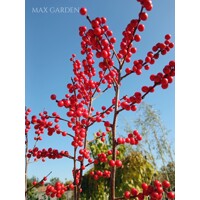 Ilex verticillata – Predaj, cezmína opadavá, červené bobule, zimná dekorácia, mrazuvzdorná