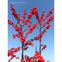 Ilex verticillata – Predaj, cezmína opadavá, červené bobule, zimná dekorácia, mrazuvzdorná