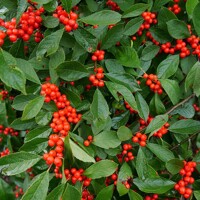 Ilex verticillata – Predaj, cezmína opadavá, červené bobule, zimná dekorácia, mrazuvzdorná