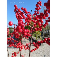Ilex verticillata – Predaj, cezmína opadavá, červené bobule, zimná dekorácia, mrazuvzdorná