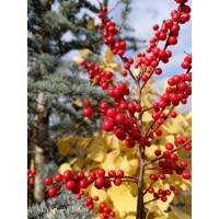 Ilex verticillata – Predaj, cezmína opadavá, červené bobule, zimná dekorácia, mrazuvzdorná