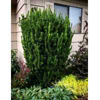 Euonymus japonicus 'Green Spire' – Úzky vždyzelený stĺp pre modernú záhradu