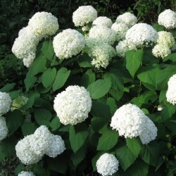 Stromčekovité (Arborescens)