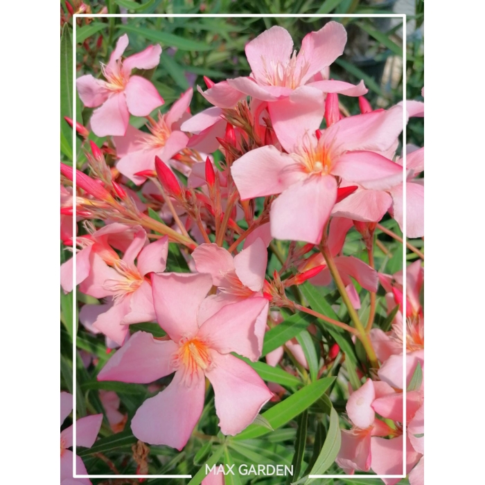 Oleander obyčajný  - Nerium oleander Salmon Co18L 100/125