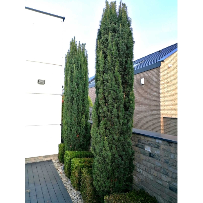 Tis obyčajný - Taxus baccata 'Fastigiata Robusta'  Co2L 20/30