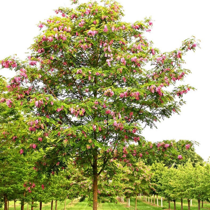 Agát srstnatý - Robinia pseudoacacia ´Casque Rouge´ Co7,5L 150/200