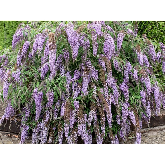 Buddleja davidii 'Royal Red' 20/30  Co2.5L
