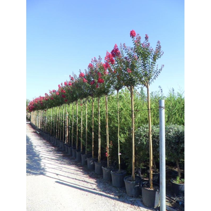 Myrta krepová červená - Lagerstroemia indica ´Dynamite´ Co10L 125/150