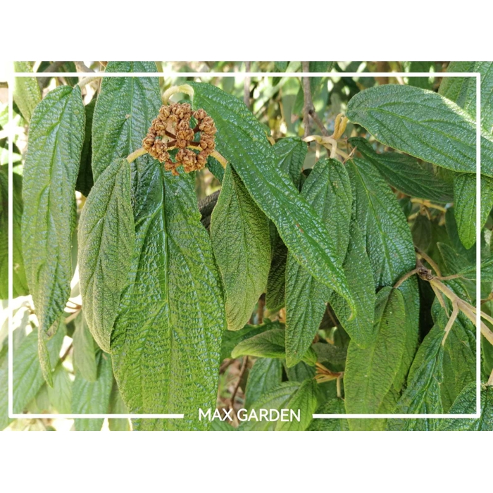 Kalina vrásčitolistá - Viburnum rhytidophyllum Co3L  40/50