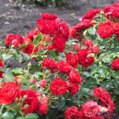 Ruža 'The Fairy' - Rosa 'The Fairy Red' Co1L  15/20