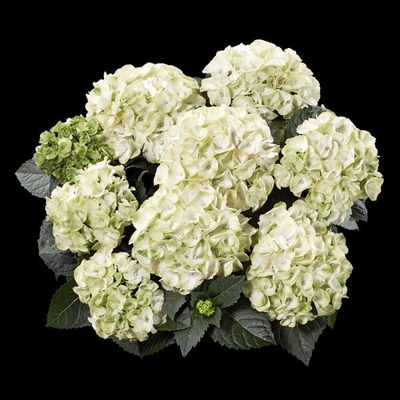 Hortenzia kalinolistá - Hydrangea macrophylla 'Caipirinha'® Veľkosť: BS , K4