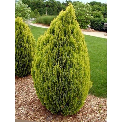 Tuja východná - Thuja orientalis 'Aurea Nana'  Veľkosť: 50cm