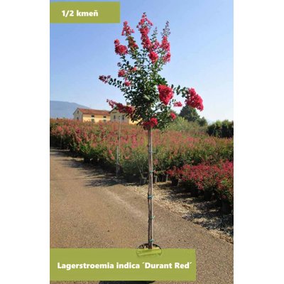 Myrta krepová červená - Lagerstroemia indica ´Durant Red´ Co10L  KM80-90 120/140