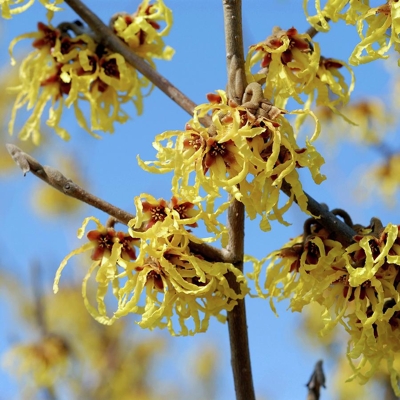 Hamamel prostredný -  Hamamelis intermedia ´Arnold Promise´ Co4L