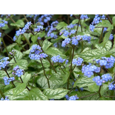 Brunnera macrophylla ''Jack Frost''  K15