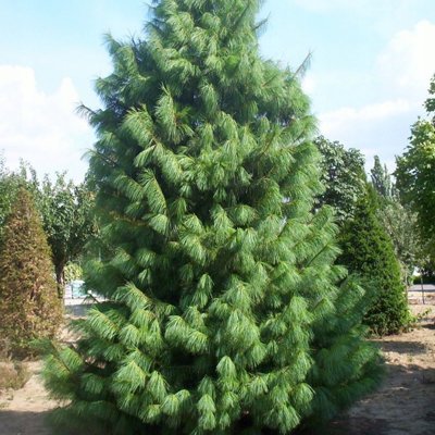 Pinus strobus ´Wallichiana´ - Borovica Himalajská  Co70L 200/250