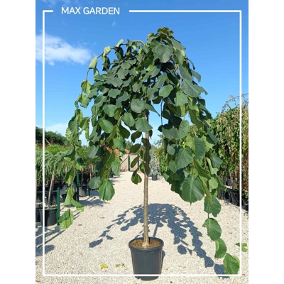 Ulmus glabra ´Camperdownii´ Co18L 8-10