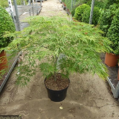 Javor dlaňolistý - Acer palmatum  'Dissectum Viridis' Co18L  km80