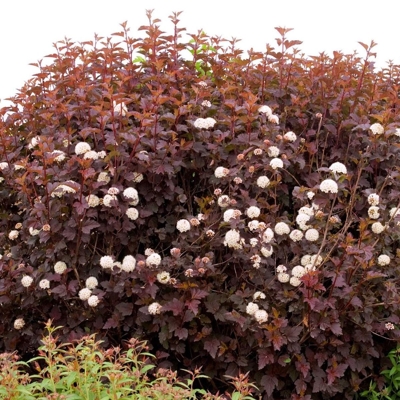 Tavoľa kalinolistá  - Physocarpus opulifolius ´Andre´ Co2L 30/40