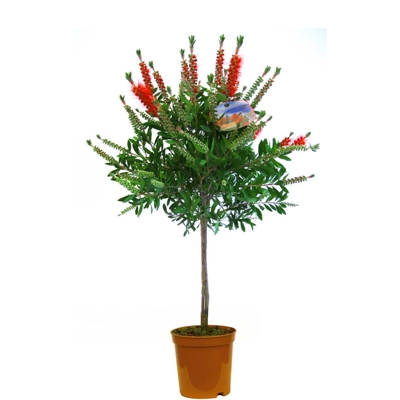 Tyčinkovec, krásnokvet - Callistemon Laevis  Co10L  1/4 kmeň