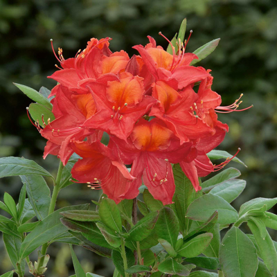 Azalka veľkokvetá - Azalea Knaphill ´Fireball´ 40/50