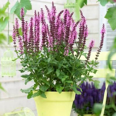 Salvia nemorosa ´Deep Rose´ P14