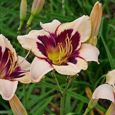 Ľaliovka – Hemerocallis ´Moonlit Masquerade´ Co14