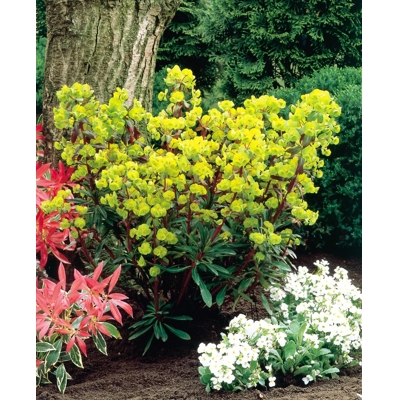Euphorbia amygdaloides ´Purpurea´