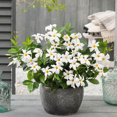 Mandevilla hybrida ´Rio White´ P17