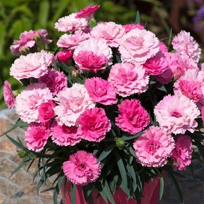 Dianthus ´I love U´ P18