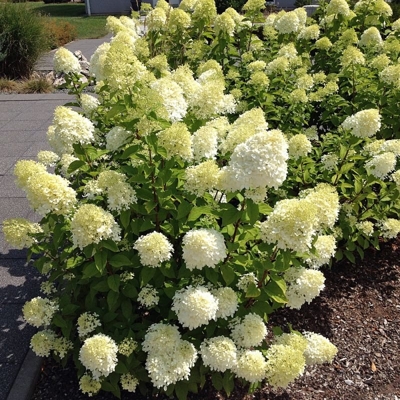 Hortenzia metlinatá - Hydrangea Paniculata  ´Bobo®´  Co3L 30/40