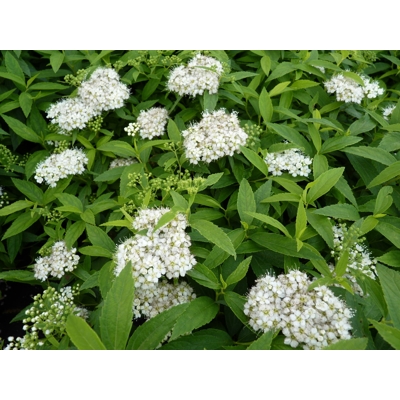 Spiraea japonica ´Neon Flash´ Co1L