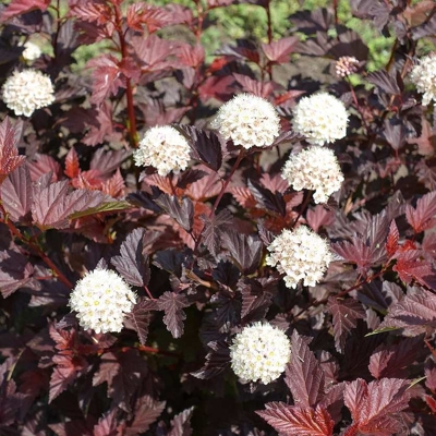 Tavoľa kalinolistá  - Physocarpus opulifolius ´Lady in Red´ Co2,5L