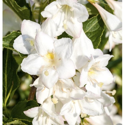 Vajgela kvetnatá - Weigela florida 'Bristol Snowflake' Co2,5L  20/30