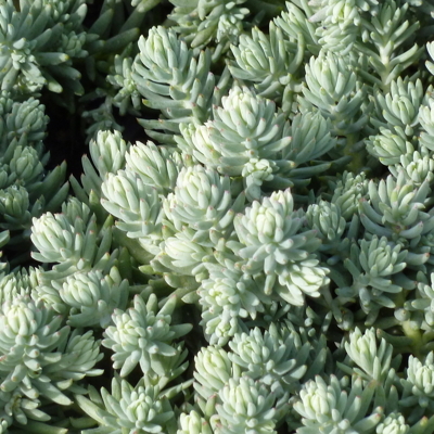 Sedum sediforme ´Silver´