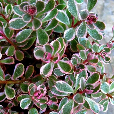 Sedum oreganum